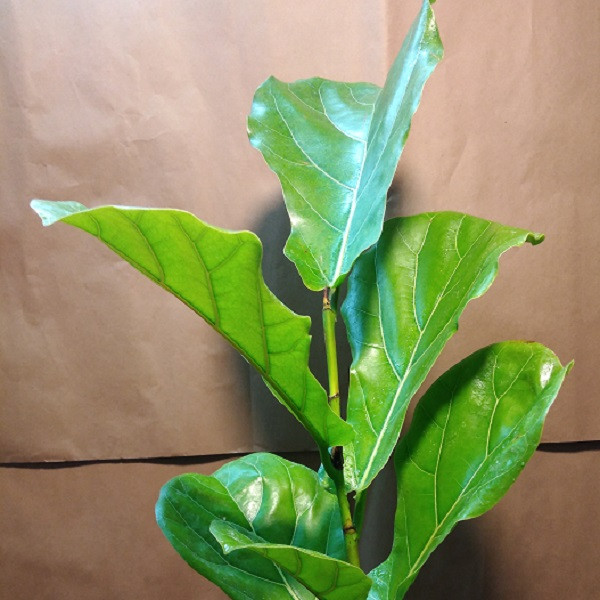 گیاه طبیعی ليريتا فيكوس آفريقای مدل m-2