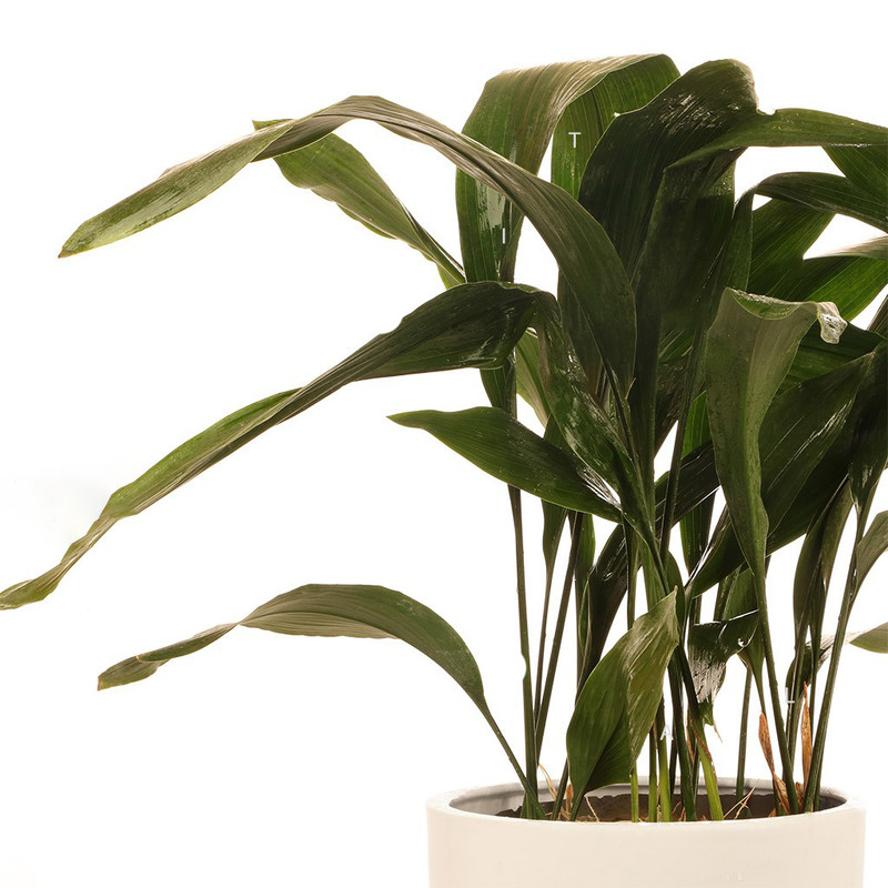 گیاه طبیعی برگ عبایی گلیتال مدل GTL117