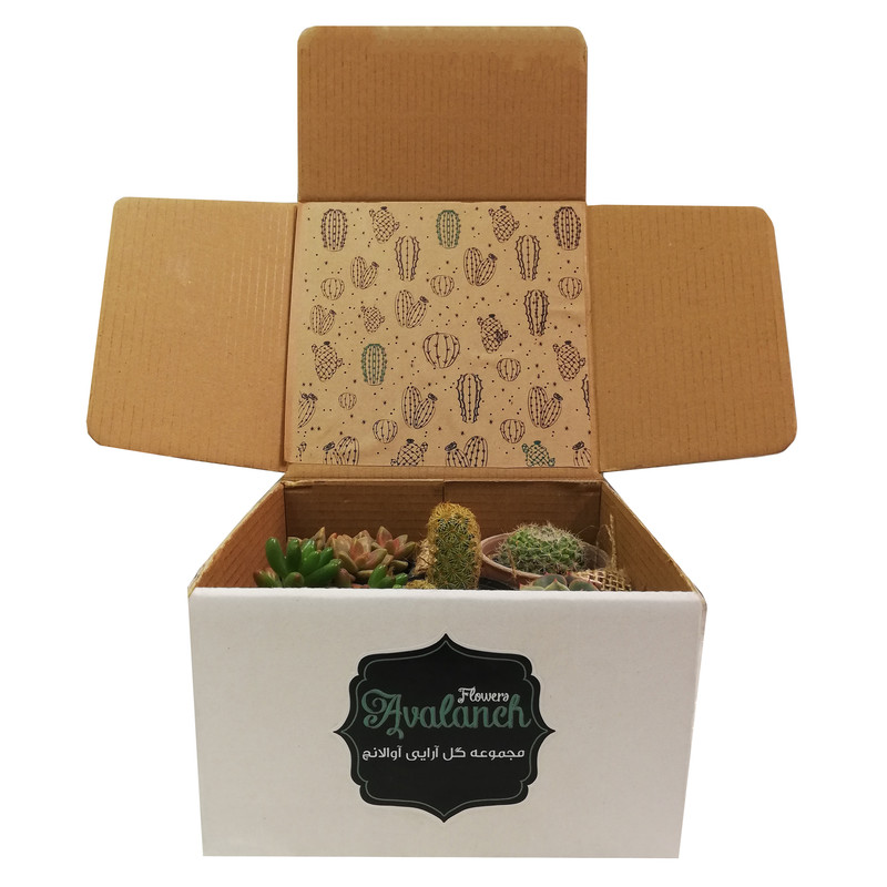 گیاه طبیعی کاکتوس کد P.A.024 مجموعه 5 عددی