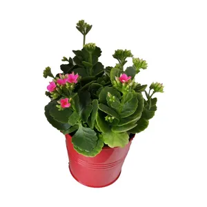 گیاه طبیعی کلانکوا کد af07