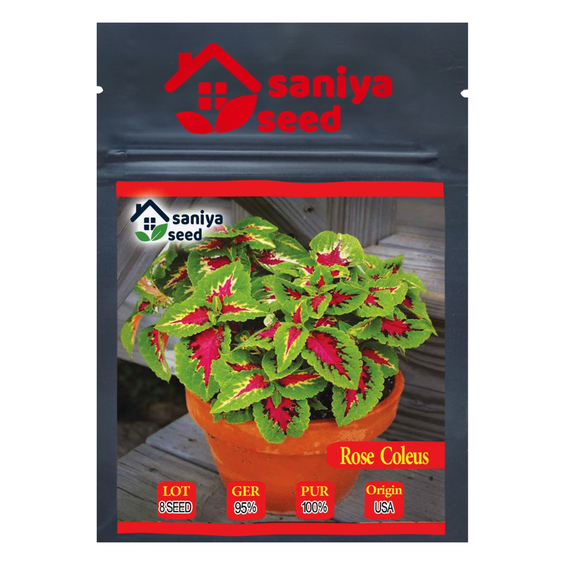 بذر گل حسن یوسف رز سانیا سید مدل Rose