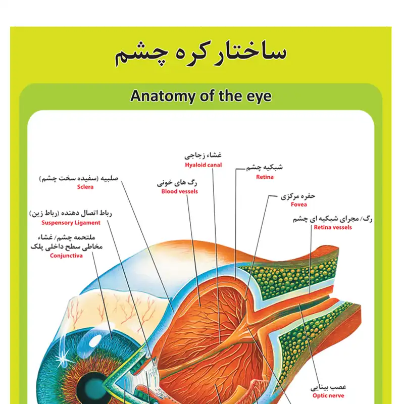 پوستر آموزشی طرح آناتومی ساختار کره چشم