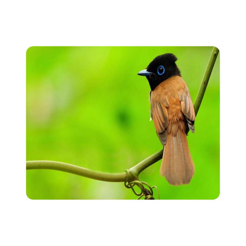ماوس پد اطلس آبی طرح پرنده مدل T7194