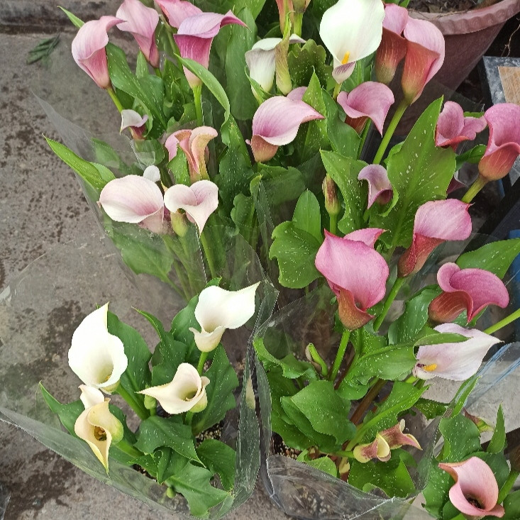 گیاه طبیعی  شیپوری مدل M42