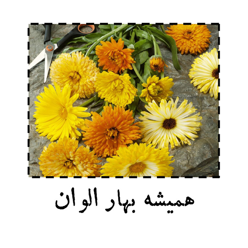 بذر گل همیشه بهار الوان گرین سیدز کد 260