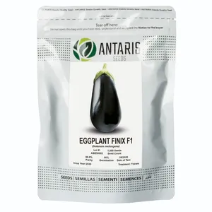 بذر بادمجان گلخانه ای آنتاریس مدل فینیکس 