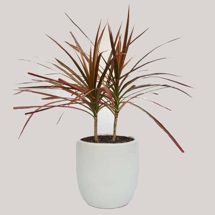 گیاه طبیعی دراسنا کد D01 گیاه طبیعی دراسنا کد D01