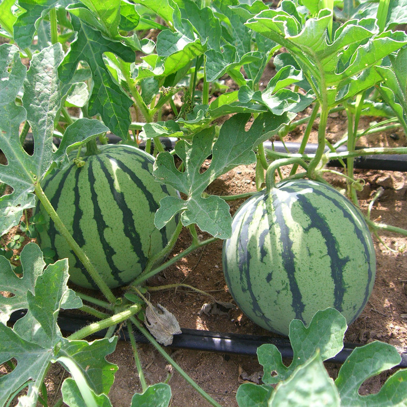 بذر هندوانه دیمی قرمز وانیا سید مدل Q32 بذر هندوانه دیمی قرمز وانیا سید مدل Q32