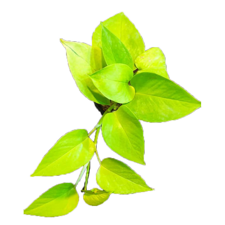 گیاه طبیعی پتوس نئون کد neon AS-1400