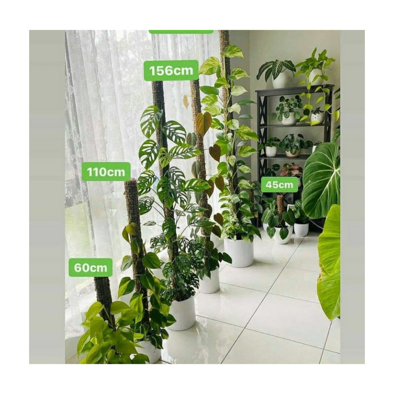 قیم گیاه مدل بدون خزه بلند قیم گیاه مدل بدون خزه بلند