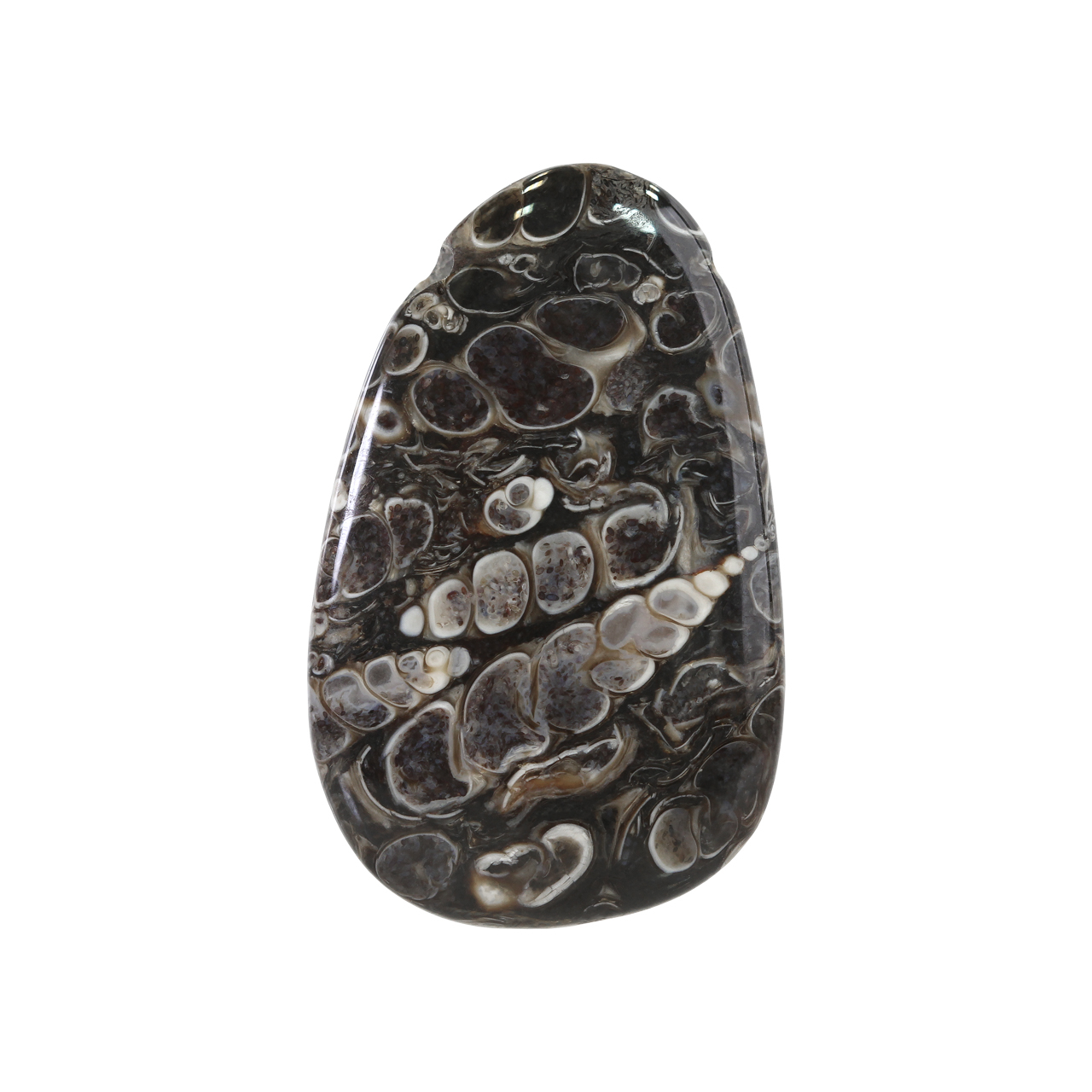 سنگ فسیل تورتیلا اقلیمه کد VB488
