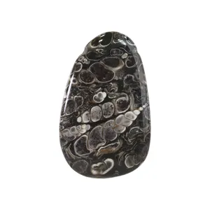 سنگ فسیل تورتیلا اقلیمه کد VB488