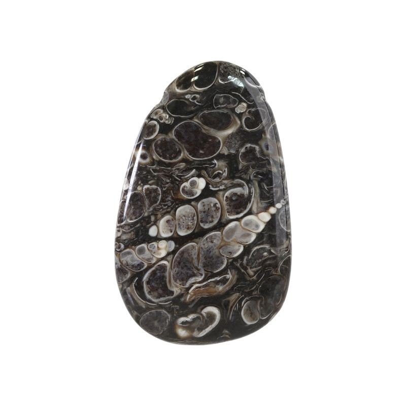 سنگ فسیل تورتیلا اقلیمه کد VB488