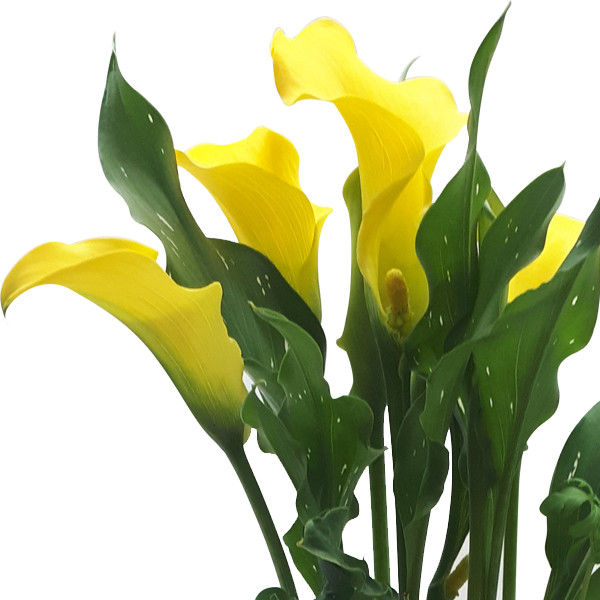 گیاه طبیعی شیپوری ناردونه کد M01