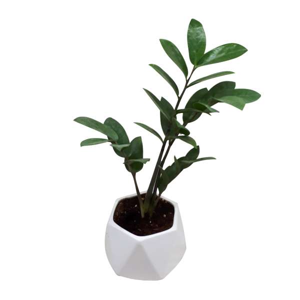 گیاه طبیعی زاموفیلیا کد S - M03 گیاه طبیعی زاموفیلیا کد S - M03