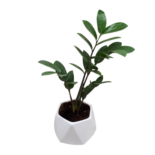 گیاه طبیعی زاموفیلیا کد S - M03 گیاه طبیعی زاموفیلیا کد S - M03