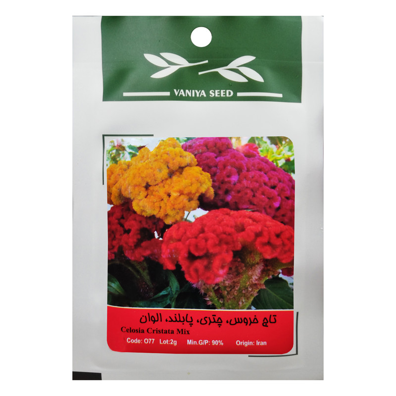 بذر گل تاج خروس چتری پابلند الوان وانیا سید مدل O77