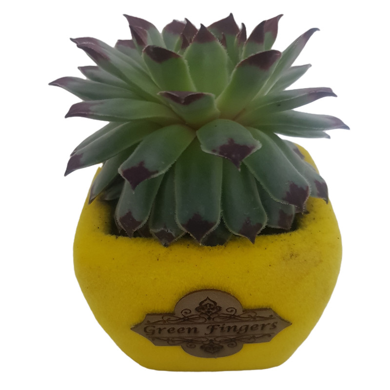 گیاه طبیعی سمپریوم لب ماتیکی مدل 2022161