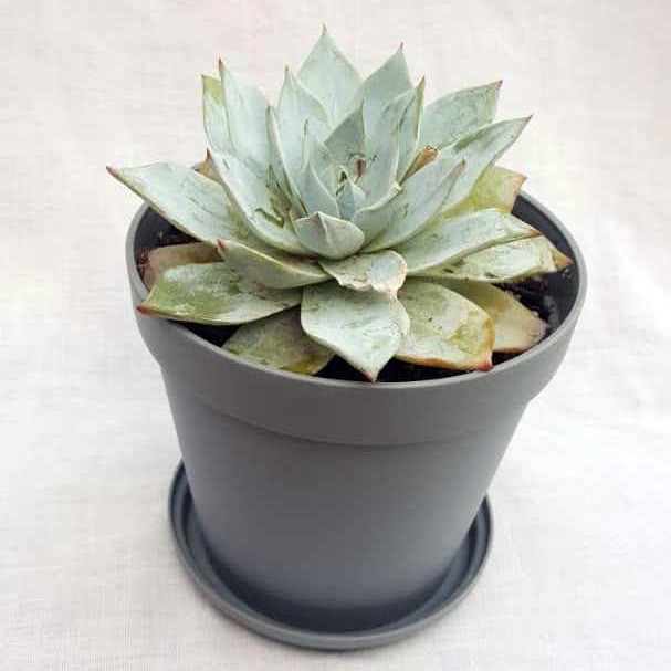 گیاه طبیعی ساکولنت اچوریا کد T01 گیاه طبیعی ساکولنت اچوریا کد T01