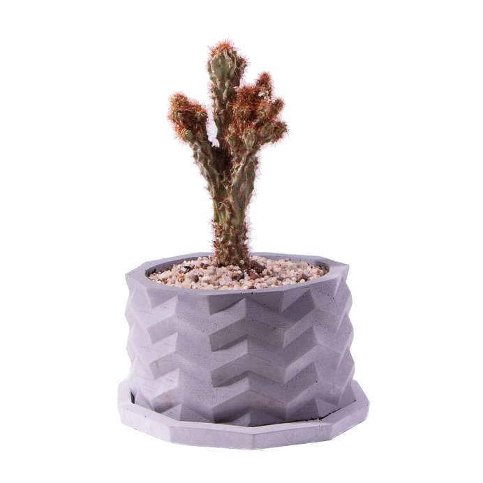 گیاه طبیعی کاکتوس کلکسیونی سرئوس صخره ای مدل K-07 گیاه طبیعی کاکتوس کلکسیونی سرئوس صخره ای مدل K-07