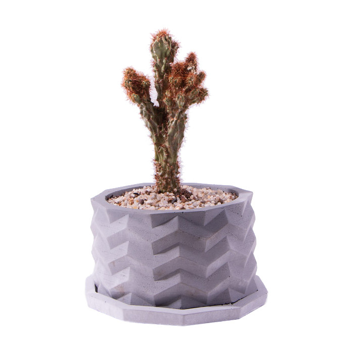 گیاه طبیعی کاکتوس کلکسیونی سرئوس صخره ای مدل K-07 گیاه طبیعی کاکتوس کلکسیونی سرئوس صخره ای مدل K-07