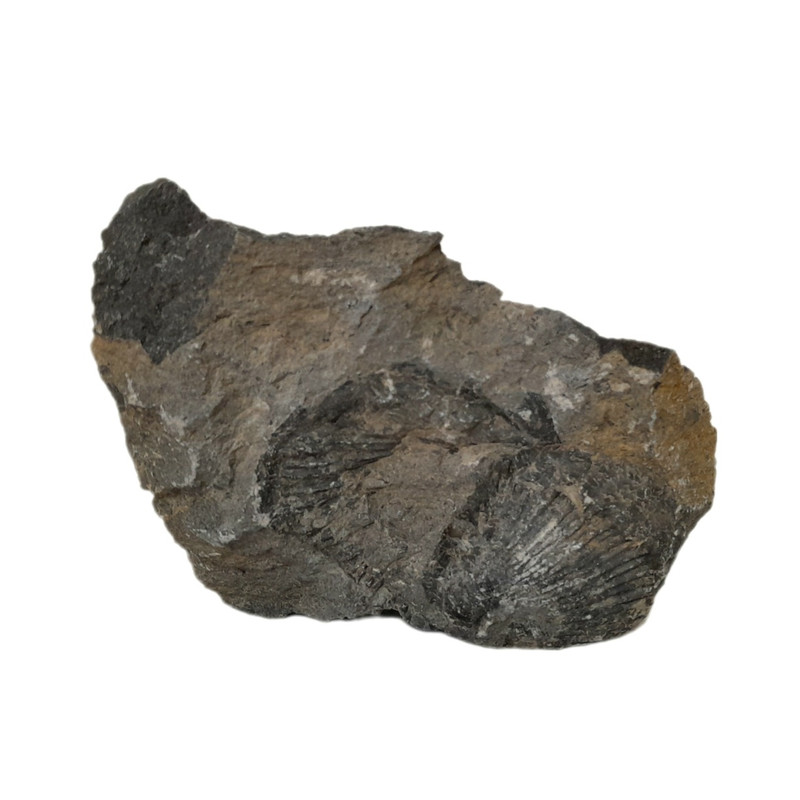 سنگ راف مدل فسیل صدفی کد 144