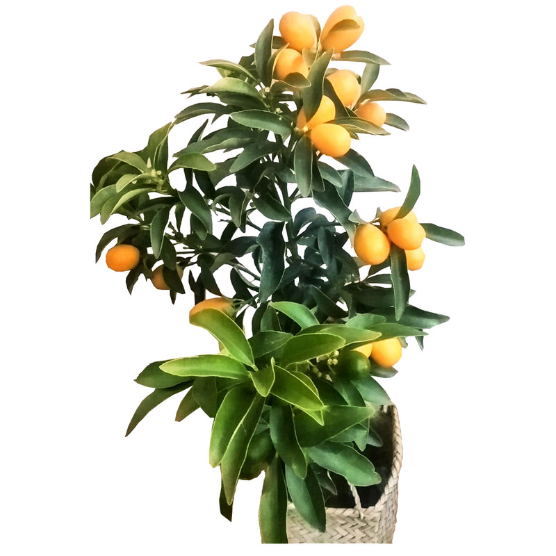 گیاه طبیعی کامکوات مدل B-10