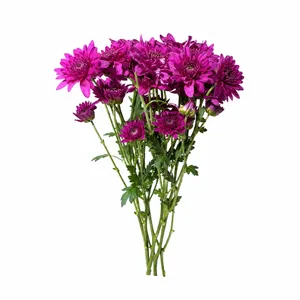 شاخه گل داودی طبیعی مدل مینیاتوری بسته 10 عددی