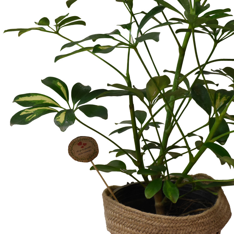 گیاه طبیعی شفلرا کد P.A.017