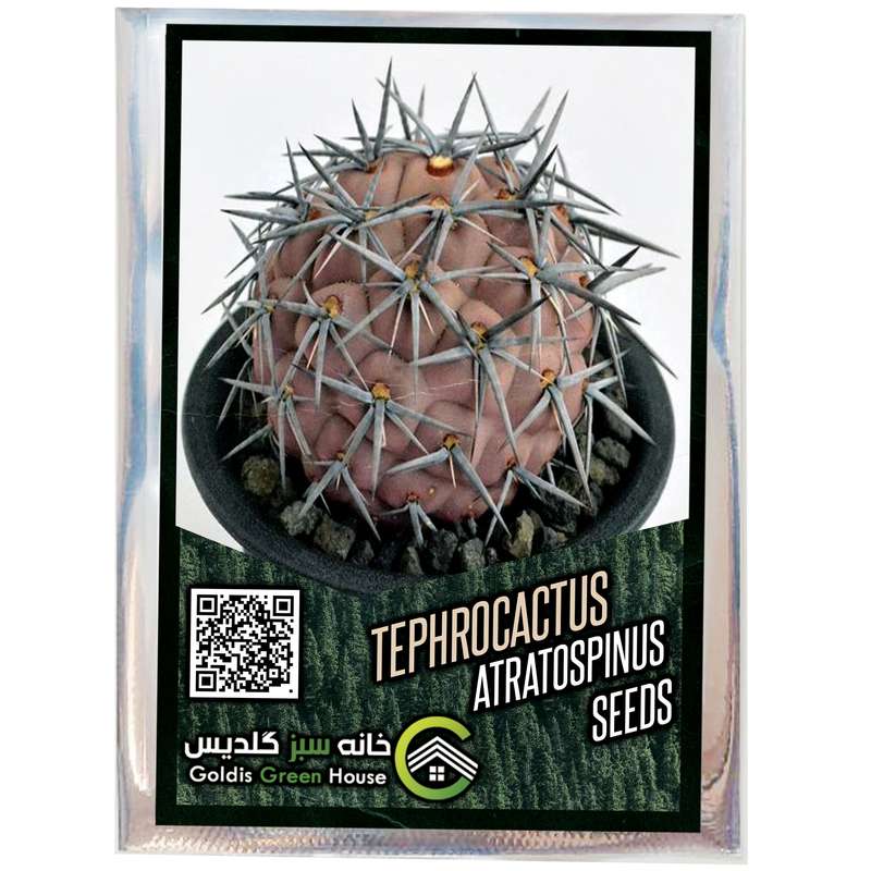 بذر تفرو کاکتوس آتراتوسپینوس خانه سبز گلدیس کد 40 بذر تفرو کاکتوس آتراتوسپینوس خانه سبز گلدیس کد 40