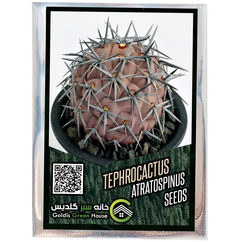 بذر تفرو کاکتوس آتراتوسپینوس خانه سبز گلدیس کد 40 بذر تفرو کاکتوس آتراتوسپینوس خانه سبز گلدیس کد 40