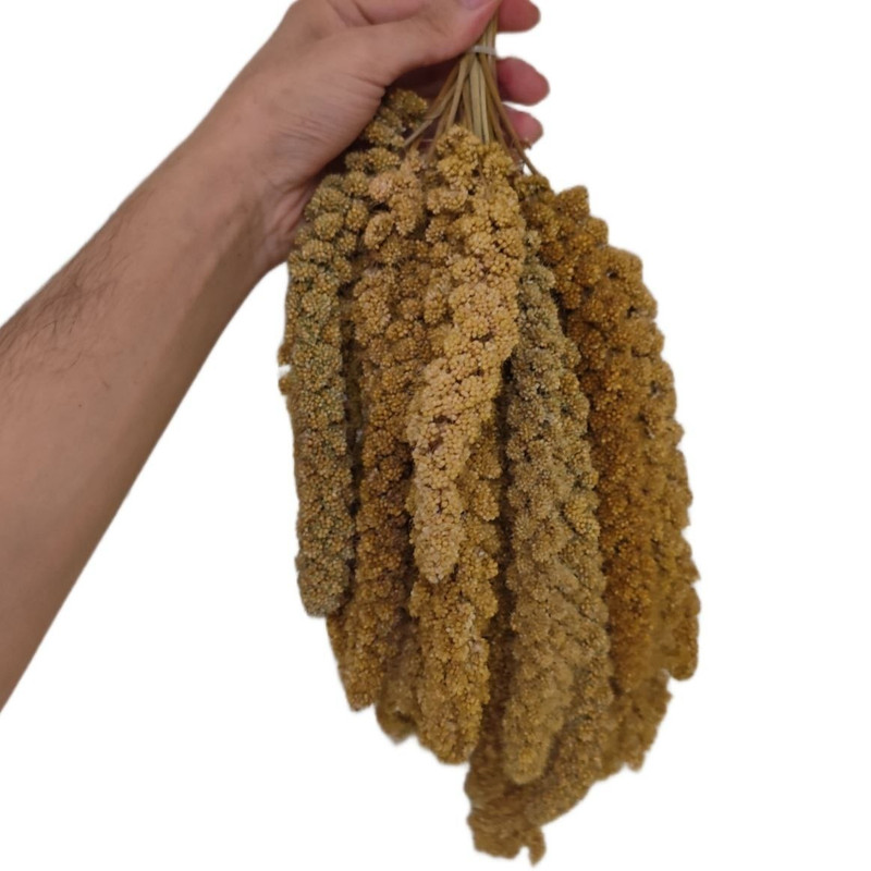 غذای پرنده مدل ارزن خوشه ای کد 020 بسته 10 عددی وزن 240 گرم
