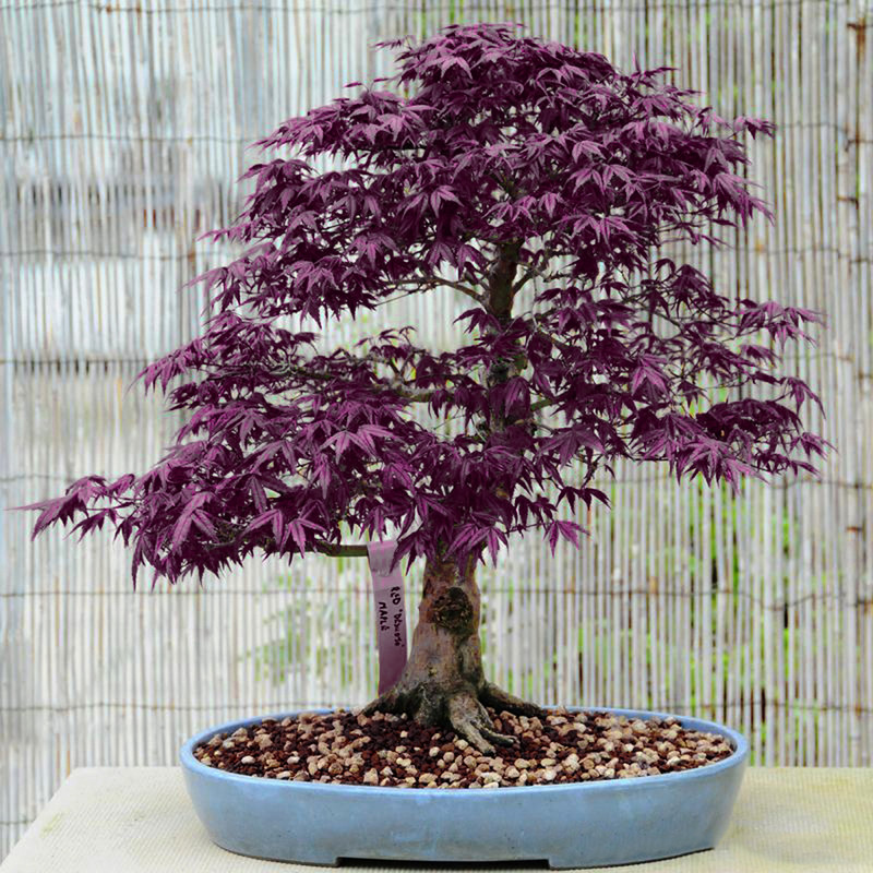 بذر افرا پلانتانید وانیا سید مدل N14