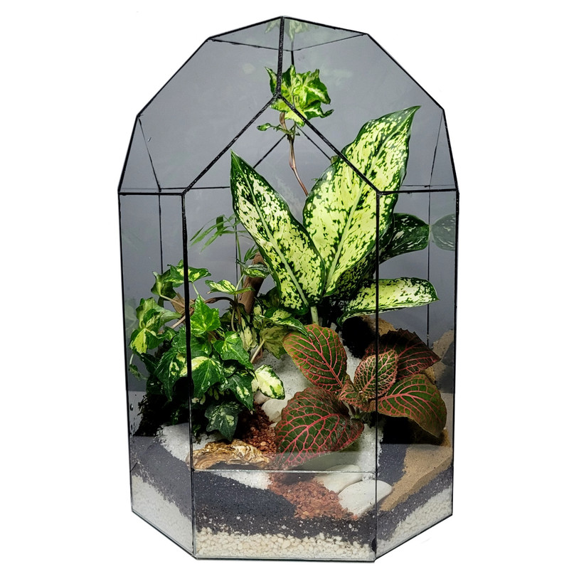 گیاه طبیعی تراریوم ترارتوس مدل مانتیس کد 01