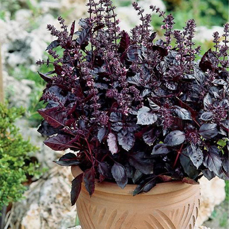 بذر ریحان بنفش کد B15