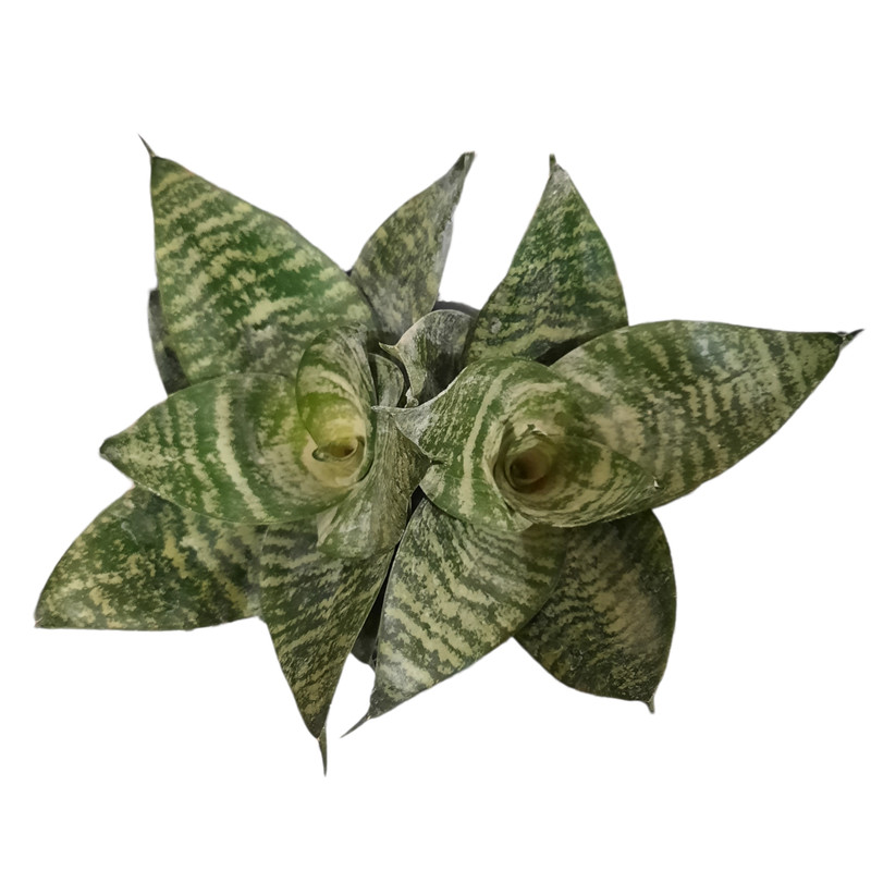 گیاه طبیعی سانسوریا مدل پاکوتاه سبز طرح سنگی کد A