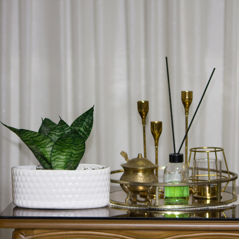 گیاه طبیعی سانسوریا مدل پا کوتاه گیاه طبیعی سانسوریا مدل پا کوتاه