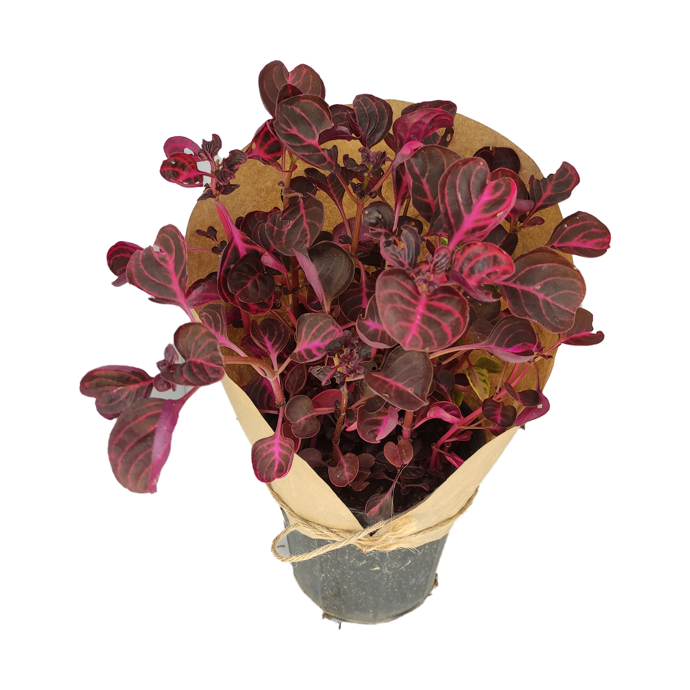 گیاه طبیعی آشلانتوس کد yt24