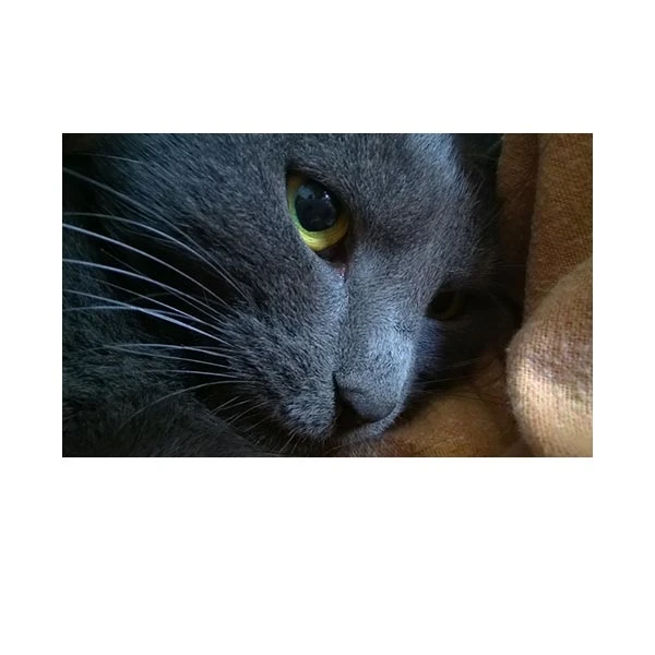    پادری طرح حیوانات کد M35M001-MA0011 سایز 76x46 سانتی متر