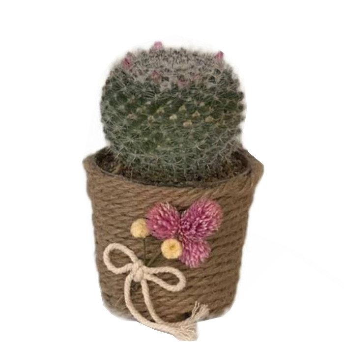 گل طبیعی کاکتوس مدل مامیرالیا