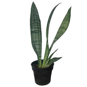 نقد و بررسی گیاه طبیعی سانسوریا سبز کد G13 توسط خریداران