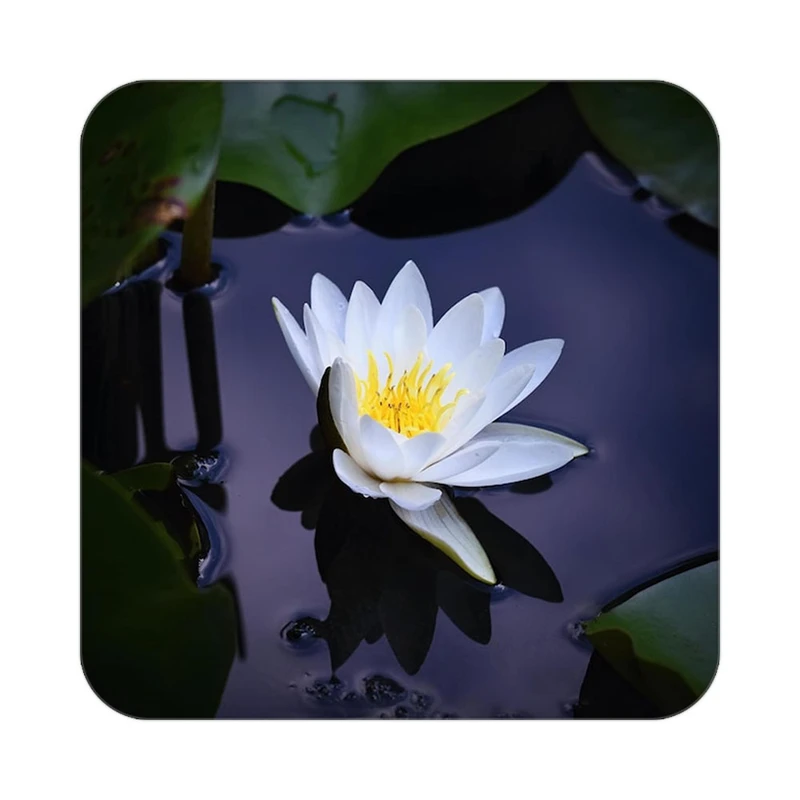 زیر لیوانی کاکتی طرح گل مدل mp16102