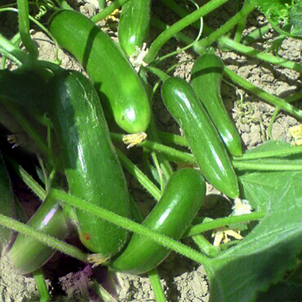 بذر خیار بوته ای سانیا سید مدل S7