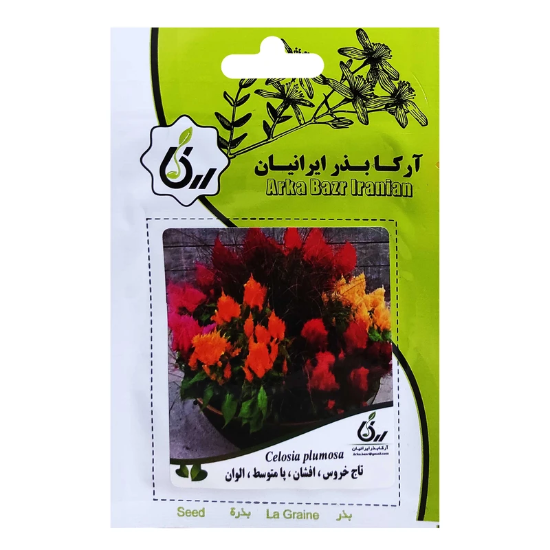  بذر تاج خروس افشان پامتوسط الوان آرکا بذر ایرانیان کد ARK-044