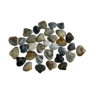 صدف تزیینی آکواریوم مدل طبیعی وزن 200 گرم