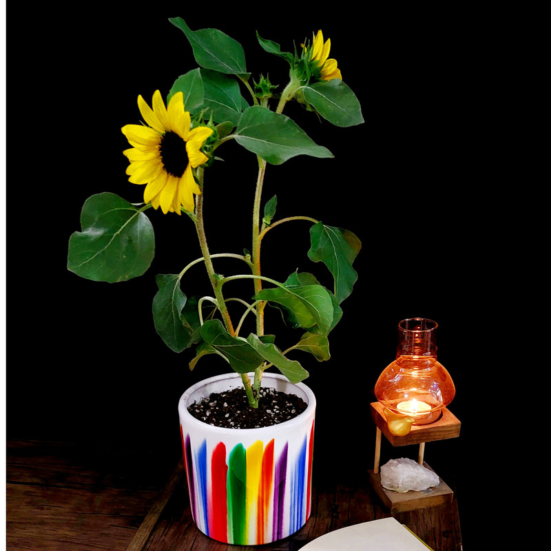 گیاه طبیعی آفتابگردان مدل E-01