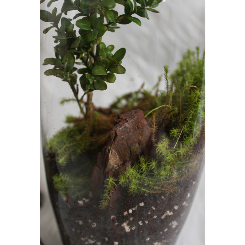 تراریوم گیاه طبیعی کد OSTT-11