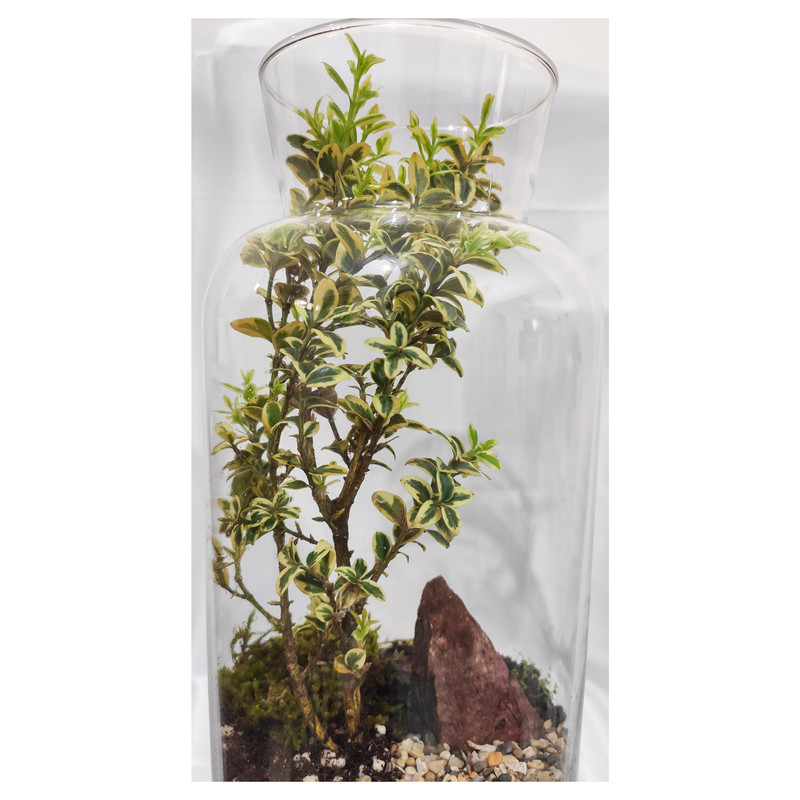تراریوم گیاه طبیعی کد OST-11