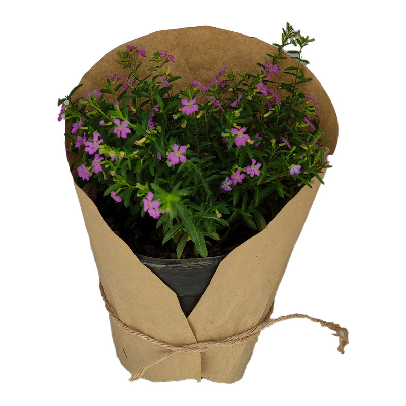 گیاه طبیعی لاوسنیا کد yt33