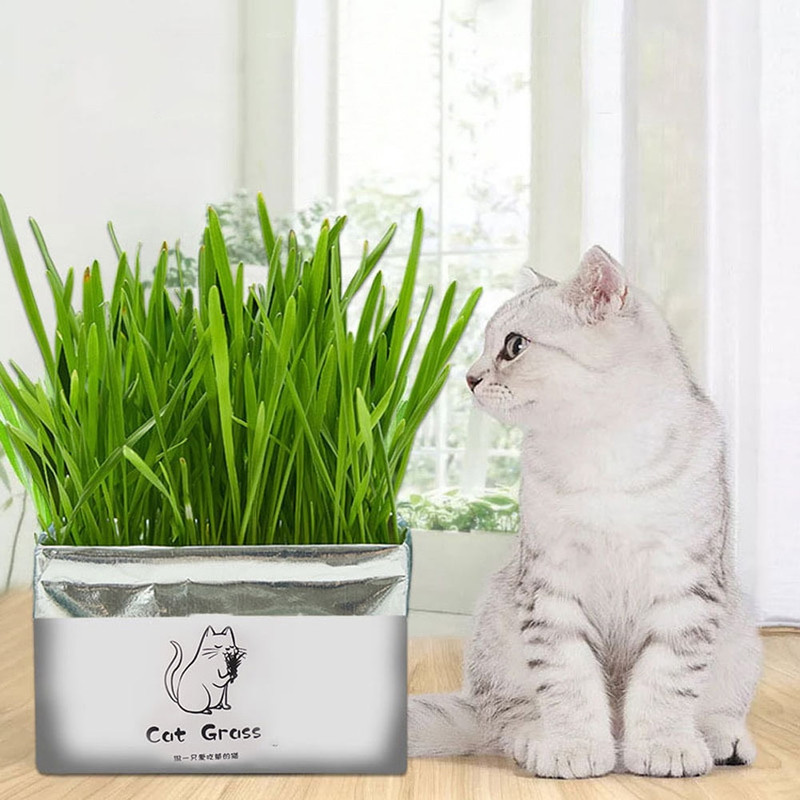 علف گربه مدل Catgrass